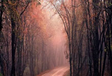 郎平膝盖颈椎髋关节都置换了